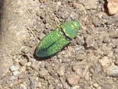 Chrysophana placida