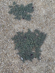 Euphorbia albomarginata