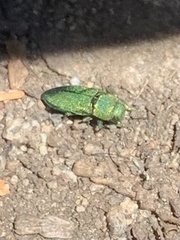 Chrysophana placida