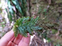 Abrodictyum elongatum