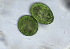 Euglena oblonga