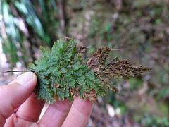 Abrodictyum elongatum