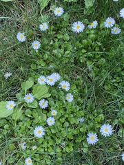 Bellis perennis