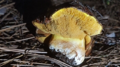 Suillus pseudobrevipes