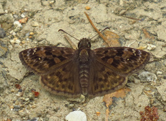 Erynnis martialis