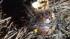 Suillus pseudobrevipes