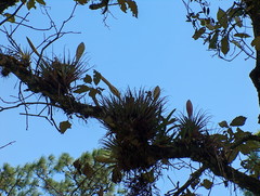 Tillandsia lampropoda