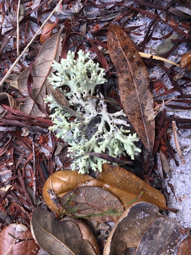 Cladonia perforata image