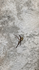 Argiope