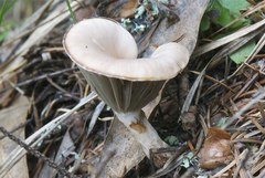 Gomphidius subroseus