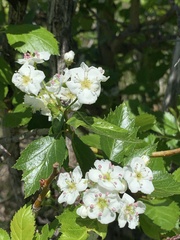 Crataegus succulenta