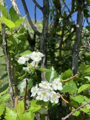 Crataegus succulenta