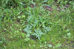 Ranunculus propinquus subborealis