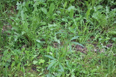 Ranunculus propinquus subborealis