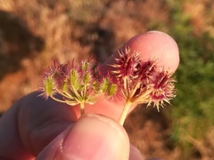 Daucus crinitus
