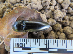 Melanactes densus