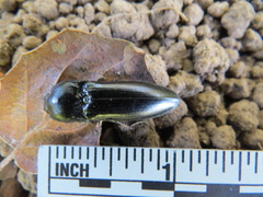 Melanactes densus