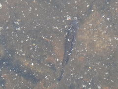 Lepomis