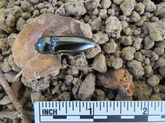 Melanactes densus