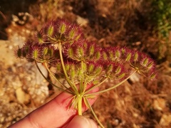 Daucus crinitus
