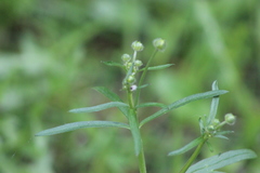 Ranunculus propinquus subborealis
