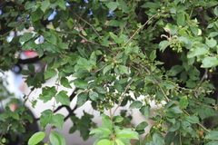 Podosphaera clandestina