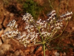Daucus crinitus