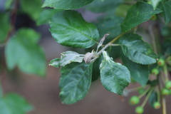 Podosphaera clandestina