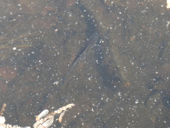 Lepomis