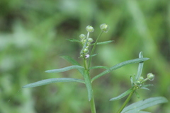 Ranunculus propinquus subborealis