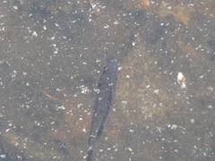 Lepomis
