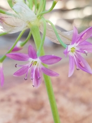 Allium campanulatum