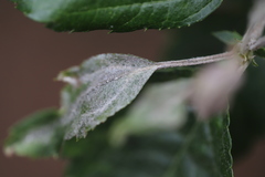 Podosphaera clandestina