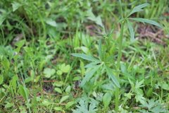 Ranunculus propinquus subborealis