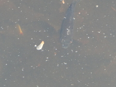 Lepomis