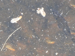 Lepomis