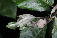 Podosphaera clandestina