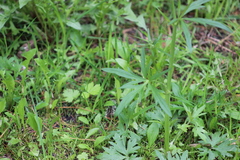 Ranunculus propinquus subborealis