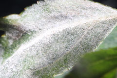 Podosphaera clandestina