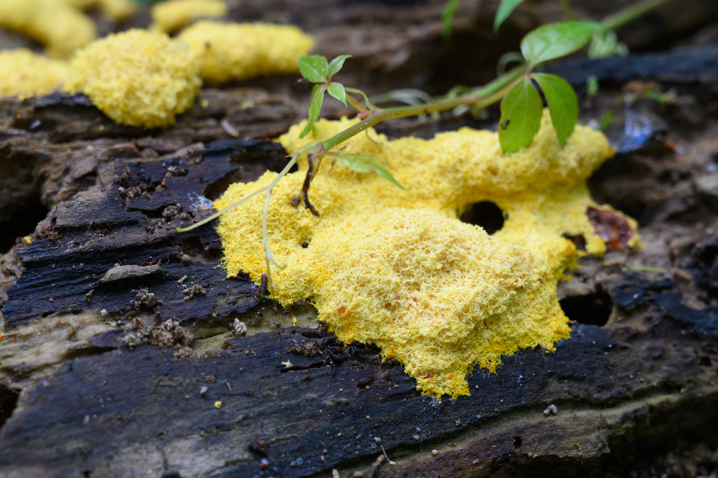 Dog Vomit Slime Mold From Forest Glen Silver Spring Md Usa On June 4