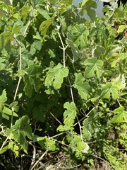 Vitis bryoniifolia