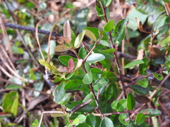 Ilex vomitoria image