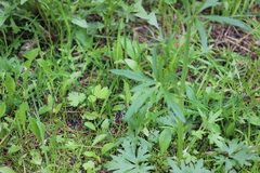 Ranunculus propinquus subborealis