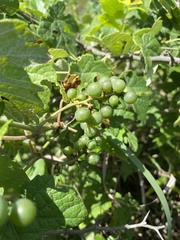 Vitis bryoniifolia