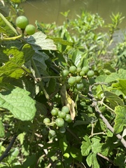 Vitis bryoniifolia