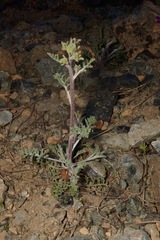 Chaenactis douglasii douglasii