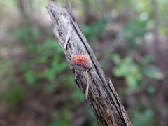 Coelostomidia