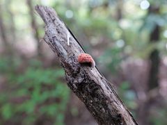 Coelostomidia