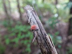 Coelostomidia