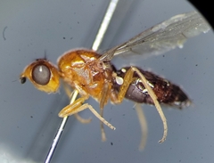 Psila